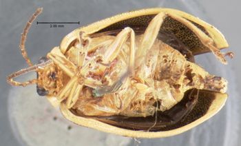 Media type: image; Entomology 17539   Aspect: habitus ventral view